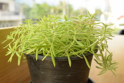 Close-up of potted plant on table