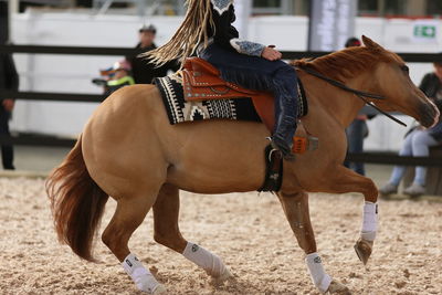 Horses standing in ranch