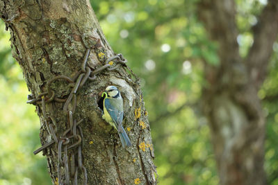 Close-up of bird perching on tree