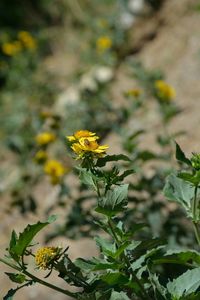 Close-up of yellow flower