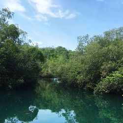 Reflection of trees in calm river