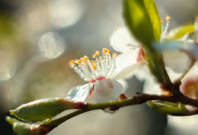 Close-up of white flowering plant
