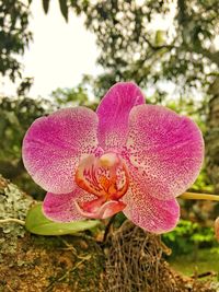 Close-up of pink flower blooming outdoors