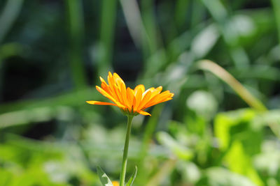 Close-up of yellow flower