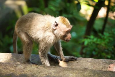 Monkey looking away