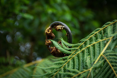 Close-up of rusty metal chain on tree