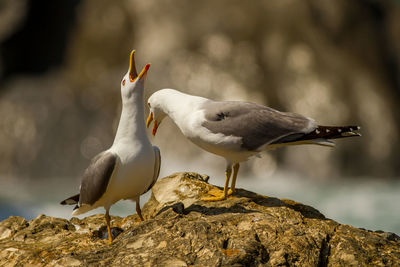 Seagull perching on rock