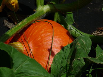 Close-up of orange pumpkin