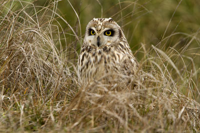 Portrait of owl on field