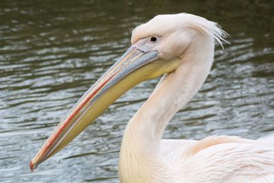 Close-up of swan in lake