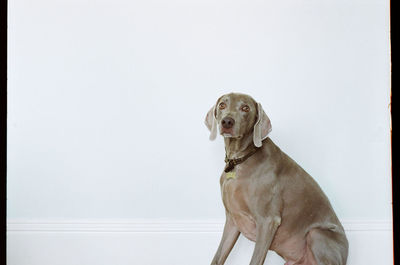 Low angle portrait of a dog