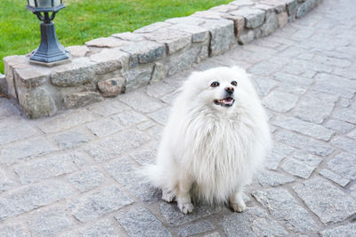 View of white cat on footpath