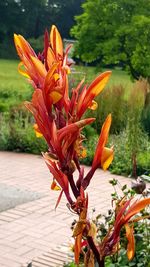 Close-up of day lily blooming outdoors