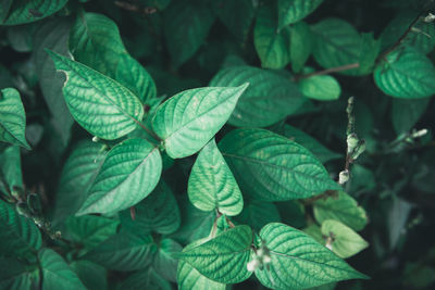 Close-up of green leaves