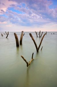 View of birds in sea against sky