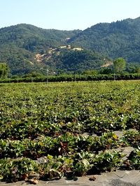 Scenic view of field against mountains