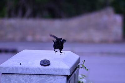 Close-up of bird flying against blurred background