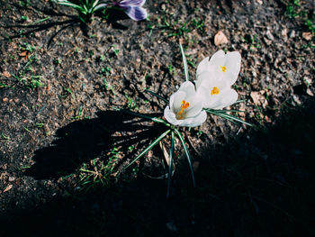 Close-up of white flowers blooming outdoors