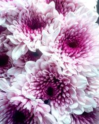 Close-up of pink dahlia