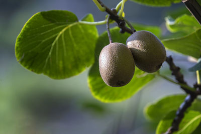 Close-up of fruit growing on tree