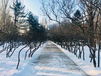 Bare trees on snow field against sky