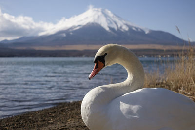 Swan in a lake