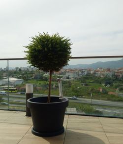 Close-up of potted plant against building