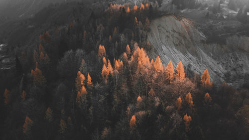 High angle view of trees and plants in forest