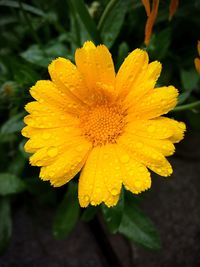 Close-up of yellow flower blooming outdoors