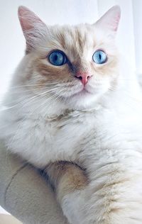 Close-up portrait of a cat