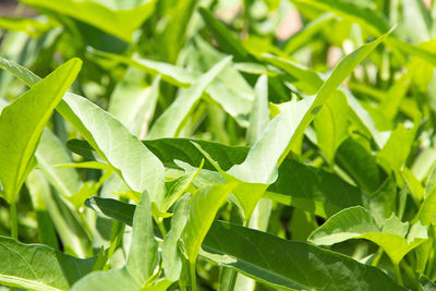 Close-up of spinach growing outdoors