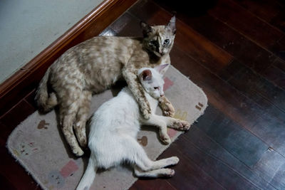 High angle view of cats on tiled floor