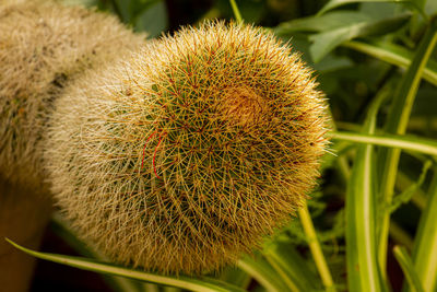 Close-up of flower plant on field