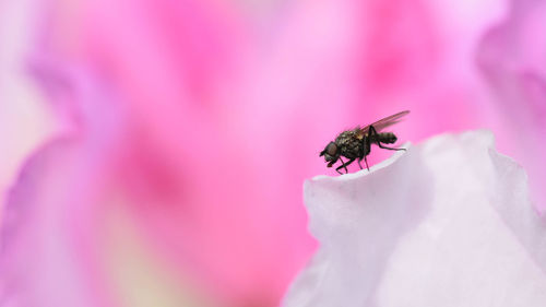 Close-up of insect on pink flower