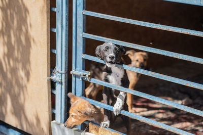 Portrait of dog standing on metal fence