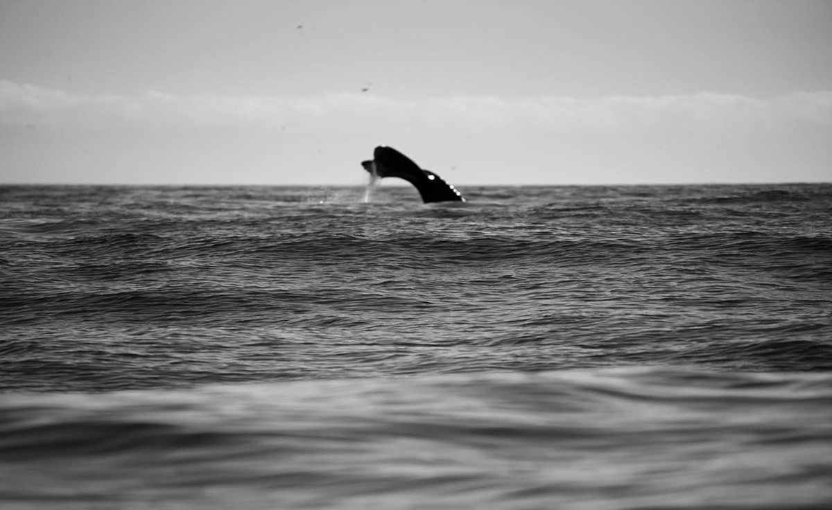 water, sea, waterfront, horizon over water, sky, rippled, bird, one animal, animal themes, scenics, animals in the wild, tranquil scene, beauty in nature, nature, tranquility, wildlife, motion, wave, idyllic, one person