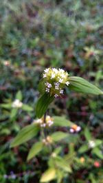 Close-up of flowering plant