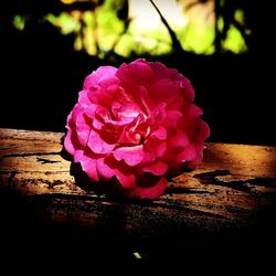 Close-up of pink flower