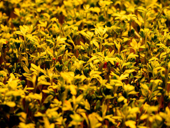 Full frame shot of seedlings growing outdoors