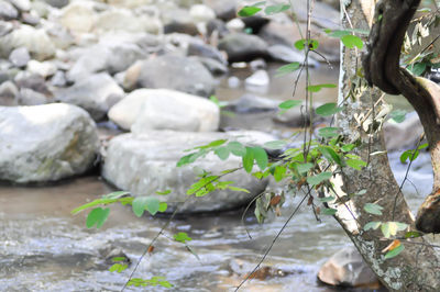 Close-up of water flowing through rocks