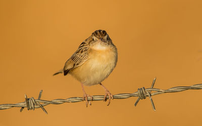 Close-up of bird perching on metal against orange background