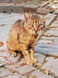 Portrait of cat sitting on footpath