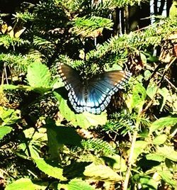 Close-up of butterfly on plant