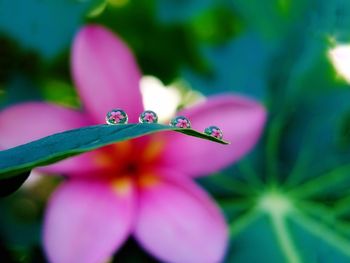 Close-up of pink flowering plant