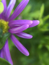 Close-up of pink flower