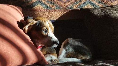 Close-up of dog relaxing on bed at home