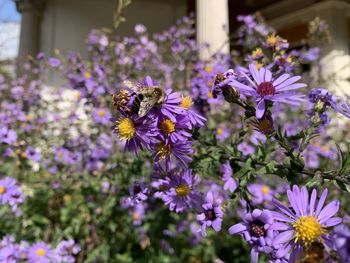 Close-up of bee pollinating on purple flower