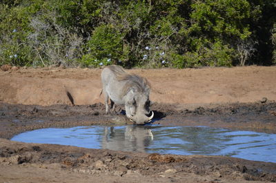 Cat in water