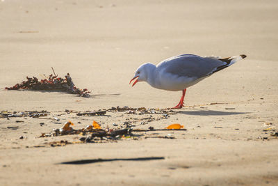 Seagull perching on a beach