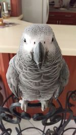 Close-up of parrot perching at home